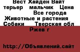 Вест Хайден Вайт терьер - мальчик › Цена ­ 35 000 - Все города Животные и растения » Собаки   . Тверская обл.,Ржев г.